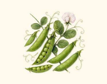 Cold Season Seeds