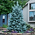 Colorado Blue Spruce | Vego Garden
