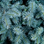 Colorado Blue Spruce | Vego Garden