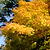 Coral Bark Japanese Maple Tree | Vego Garden