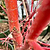 Coral Bark Japanese Maple Tree | Vego Garden