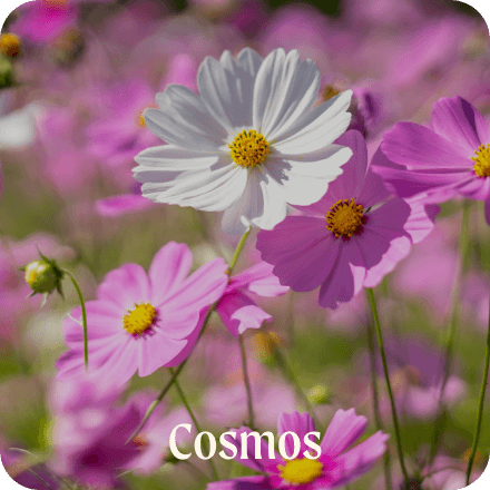 Cosmos