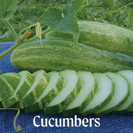 Cucumbers