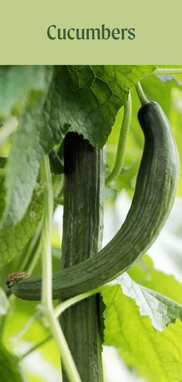 Cucumbers