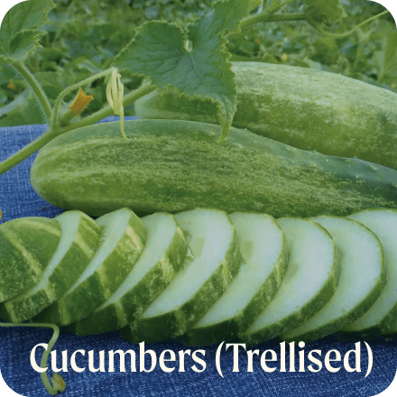  Cucumbers (Trellised)