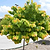 The Rising Sun® Redbud