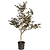 Bloodgood Japanese Maple | Vego Garden