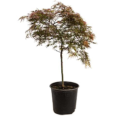 Red Dragon Japanese Maple Tree