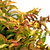 Firefly® Bush Honeysuckle
