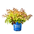 Firefly® Bush Honeysuckle