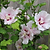 Double Pink Rose of Sharon Tree | Vego Garden