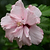 Double Pink Rose of Sharon Tree | Vego Garden