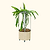 Classic Rolling Dragon Fruit Planter Gen 2