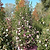 Dream Weaver Camellia | Vego Garden