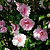 Dream Weaver Camellia | Vego Garden