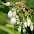 Duke Blueberry