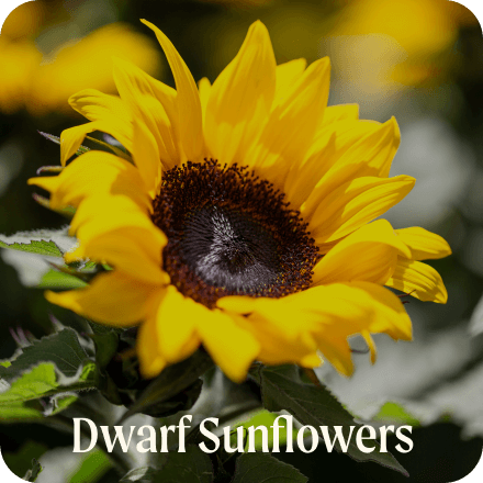 Dwarf Sunflowers