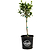 Key Lime Tree (CA)