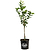 Improved Meyer Lemon Tree (CA) | Vego Garden
