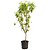 Multi-Fruit Peach Tree | Vego Garden