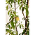 Multi-Fruit Peach Tree | Vego Garden