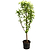 Multi-Fruit Peach Tree | Vego Garden