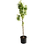 D’Anjou Pear Tree | Vego Garden
