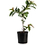 Ruby Supreme Guava Tree | Vego Garden