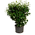 Volcano Cherry Laurel