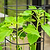 Trellis Gen2 for EZ Tomato Planter | Vego Garden