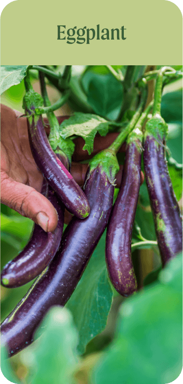 Eggplant