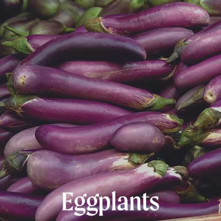 Eggplants