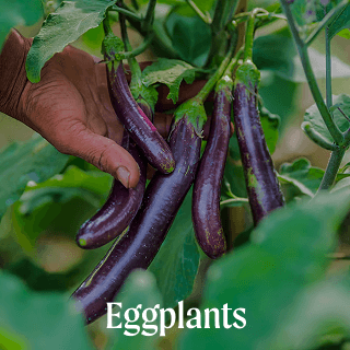 Vego garden beds