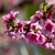Elberta Peach Tree