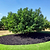 Elberta Peach Tree