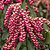 Enchanted Forest® Gay Goblin™ Pieris | Vego Garden