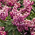 Enchanted Forest® Impish Elf™ Pieris