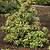 Enchanted Forest® Impish Elf™ Pieris