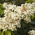Enchanted Forest® River Run™ Pieris | Vego Garden