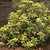 Enchanted Forest® River Run™ Pieris | Vego Garden