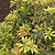 Enchanted Forest® River Run™ Pieris | Vego Garden