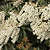 Enchanted Forest® River Run™ Pieris | Vego Garden