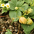 Everbearing Strawberry