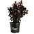 Thunderstruck™ Rumblin Red™ Crape Myrtle | Vego Garden