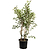 Tuscarora Crape Myrtle | Vego Garden