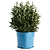 Birthday Cake® Butterfly Bush