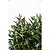 Birthday Cake® Butterfly Bush