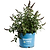 Blueberry Pie® Butterfly Bush