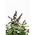 Blueberry Pie® Butterfly Bush