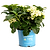 Grin and Tonic™ Reblooming Hydrangea | Vego Garden
